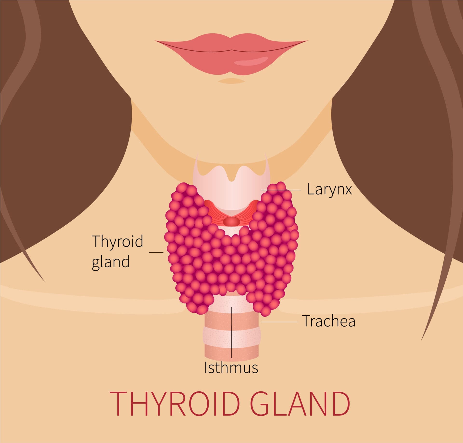 3 Powerful Nutrients for Healthy Thyroid Function